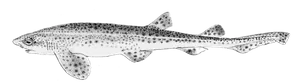 Petite Roussette (Scyliorhinus Canicula)