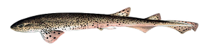 Grande Roussette (Scyliorhinus Stellaris)