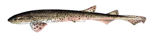 Grande Roussette (Scyliorhinus Stellaris)