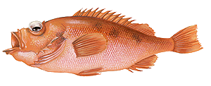 Sébaste (Sebastes Marinus)