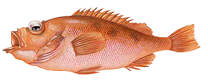 Sébaste (Sebastes Marinus)