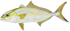 Seriole Couronnée (Seriola Dumerili)