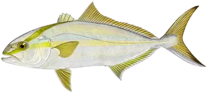Seriole Couronnée (Seriola Dumerili)