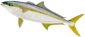 Seriole Chichard (Seriola Lalandi Southern)