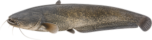 Silure Glane (Silurus Glanis)