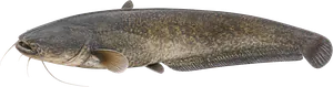 Silure