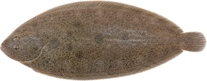 Sole Commune (Solea Solea)
