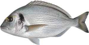 Dorade Royale (Sparus Aurata)