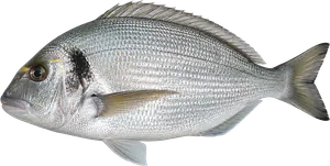 Dorade