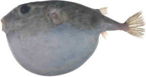 Tétrodon à tête carrée (Sphoeroides Pachygaster)