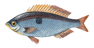 Mendole (Spicara Maena)