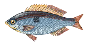 Mendole (Spicara Maena)