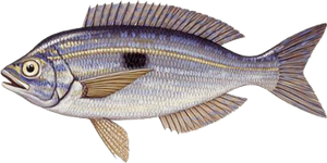 Picarel (Spicara Smaris)