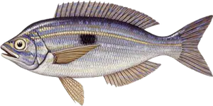 Picarel (Spicara Smaris)