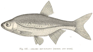 Spirlin (Alburnoides bipunctatus)