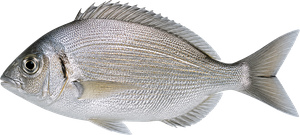 Dorade Grise (Griset) (Spondyliosoma Cantharus)