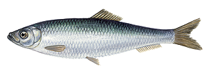 Sprat (Sprattus Sprattus)