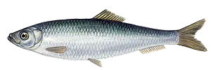 Sprat (Sprattus Sprattus)