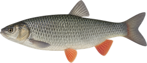 Chevesne (Squalius Cephalus)