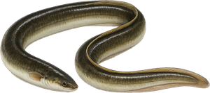 Aiguillat Nez Court (Squalus Megalops)