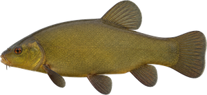 Tanche (Tinca tinca)
