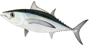 Thon Blanc (Germon) (Thunnus Alalunga)