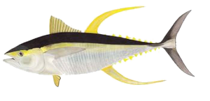 Thon Jaune (Albacore) (Thunnus Albacares)