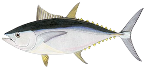 Thon Rouge du Sud (Thunnus Maccoyii)