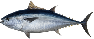 Thon rouge de l'Atlantique (Thunnus Thynnus)