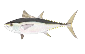 Thon Mignon (Thunnus Tonggol)
