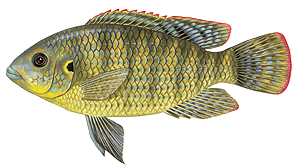Tilapia (Tilapia Sparrmanii)
