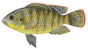 Tilapia (Tilapia Sparrmanii)