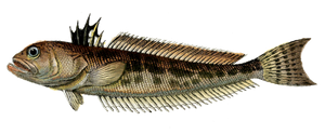 Grande Vive (Trachinus Draco)