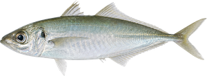 Chinchard Dos Vert (Trachurus Declivis)