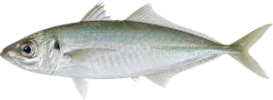Chinchard Dos Vert (Trachurus Declivis)