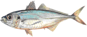 Chinchard d'Europe (Trachurus Trachurus)