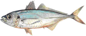 Chinchard d'Europe (Trachurus Trachurus)