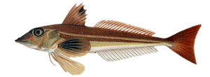 Rouget Grondin (Trigla Gurnardus)