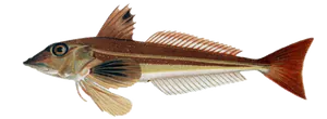 Rouget Grondin (Trigla Gurnardus)