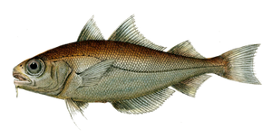 Tacaud (Trisopterus Luscus)