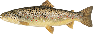 Truite Fario (Salmo trutta)