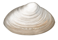Vénus (Venus Spisula)