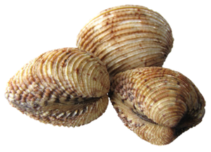 Praire (Venus Verrucosa)