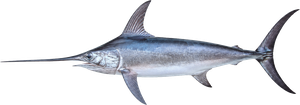 Espadon (Xiphias Gladius)