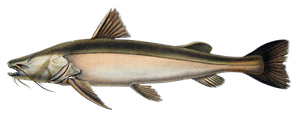Jaú (Zungaro Zungaro)