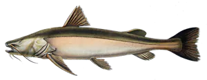 Jaú (Zungaro Zungaro)
